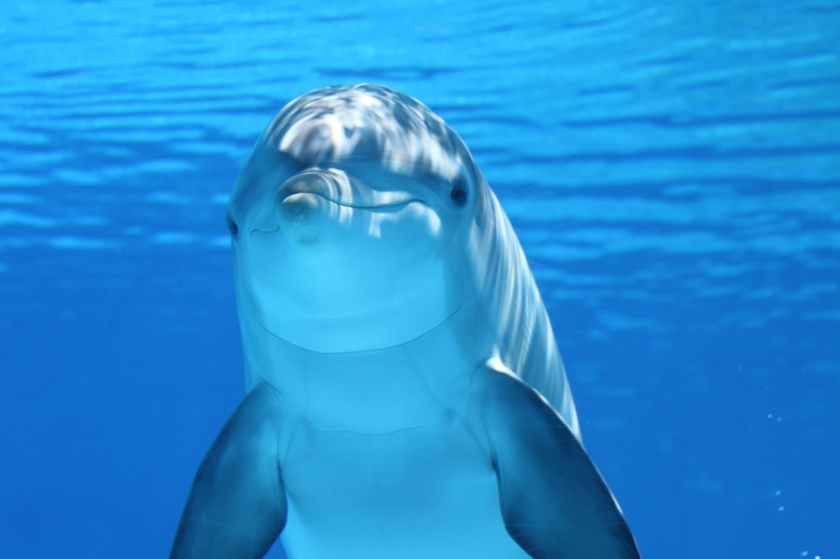 dolphin-marine-mammals-water-sea-64219.jpeg